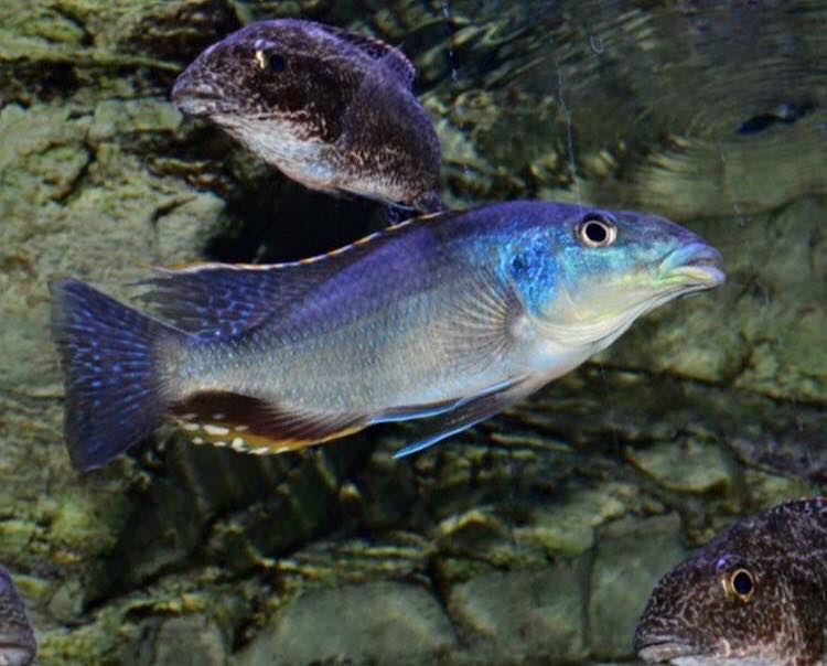 Nimbochromis linni 'Mbenji Island'